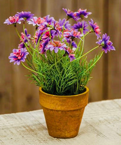 Lavender Potted Star Daisy